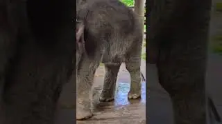 Little Elephant Baby Running Around &ndash; Heartwarming Video🐘|| #shots #elephant #animals