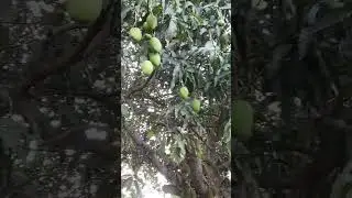 #international #viral #nature #village #farming #update #haryana #art #india