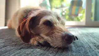 my brother, Chewys
