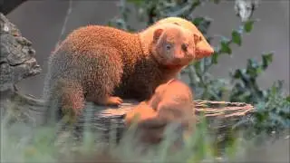 Dwarf mongoose pups emerge at Chester Zoo