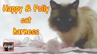 Happy and Polly cat harness - Living with Ragdolls #happyandpolly #catharness #catclothes