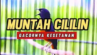 Masteran Murai Batu Muntah Cililin || Gacornya Kesetanan !! 