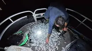 Tree Pounders to Three Pounders (Bank to Boat)