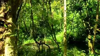 Amber Mountain National Park , North of Madagascar, May 2025