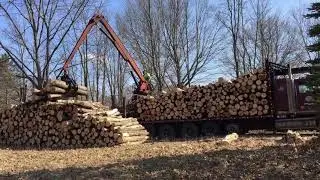 Logger loading aspen logs from my clear cut
