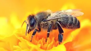 9 Reasons Bees Are More Important Than You Realize