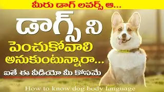How To Understand Your Dog Body Language - How To Read Dogs Behavior  | Mother Earth Channel | Dog |