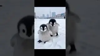 #so #cute #penguin #baby #and #viral #reels #beautiful #penguin #baby 🥰🥰🥰🥰🥰🐧🐧🐧🐧🐧🐧🐧🐧🐧🐧🐧🐧🐧🐧🐧🐧🐧
