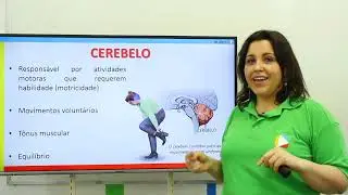 Biologia - Sistema Nervoso Central: Cerebelo e Tronco Encefálico