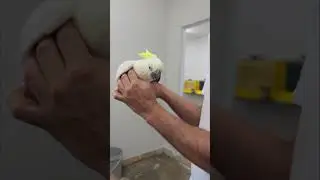 Cacatua Galerita