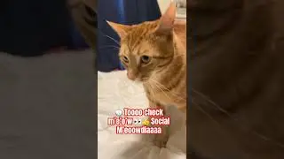 #cats #cat #catlovers #shorts #short #fyp #foryou #trending #trendingshorts #catvideos #catshorts