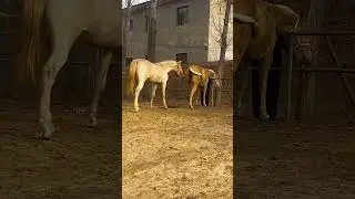 Pearl white horse landing white platinum jade eye ep2