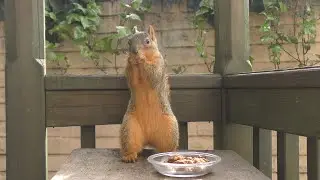 Live Squirrel Cam