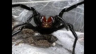 Японский проект Funnel Web, отчет о ходе работы
