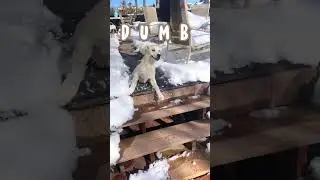 Retriever Slides in Snow - Dumb Ways to Die