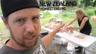 We butchered our own meat chickens on our New Zealand homestead