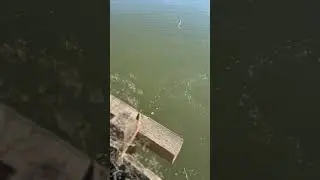 Showboating goes wrong 😂 #fishing #norcal #stripedbass #tightlines #montezuma #shimano