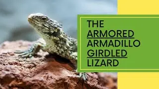 Catch this Real-World Pok&eacute;mon |  Armadillo Girdled Lizard