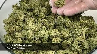 White Widow CBG - Elite Canna Solutions