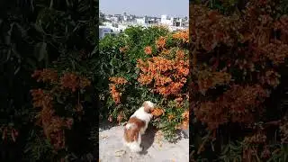 Orange Trumpet Vine/ Pyrostegia Venusta #shorts #youtubeshorts #ytshorts