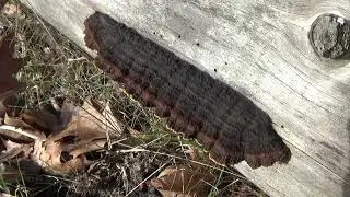 Geelbruine plaatjeshoutzwam - Gloeophyllum sepiarium