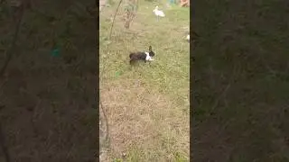 Rabbit playimg #shorts #rabbit #dancing #running