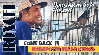 ONFIRE TURUN GUNUNG SPESIAL KELAS UTAMA !! MURAI BATU BONCEL JUARA BENGAWAN SOLO AWARD - RNS SHC