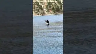 Eagle comes down to pick up his lunch, no fish goes to waste here #eagle #america #nation #fishing