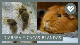 💩 DIARREA Y CACAS BLANDAS EN COBAYAS 🐹 Causas, síntomas, prevención...