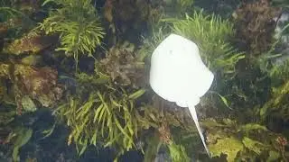 Common Stingaree