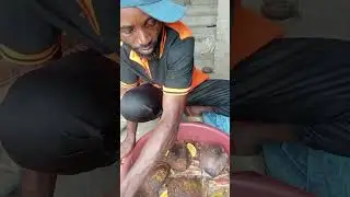 How to replace feed for adult palm Weevils in the breeding box every 3 days interval 