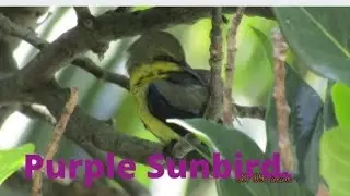 Purple Sunbird in India&nbsp;