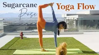 Full Body Stretch Ft. Sugarcane Pose  ✦ Vinyasa Yoga Flow