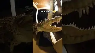 #animalchaos #bodycam #crazymoment #nofilter #securitycamera #shocking #streetcam #unbelievable