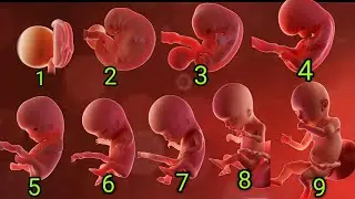 pregnancy 1 to 9 months 3d animation video 1
