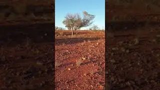 Paynes Find 2020 - Ninghan Mine - Gold Detecting