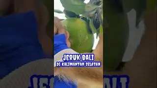 Faedah si Jeruk Besar; Khasiat dan Manfaat Jeruk Bali | Pomelo: The Ultimate Vitamin C & Craft Fruit