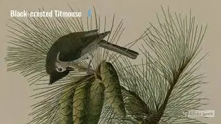 John James Audubon Bird Paintings Video: Vintage 19th Century Bird Paintings by Audubon