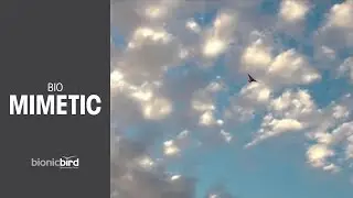 Biomimetic Drone