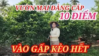 📞 UNCLE HAI 0386735409 Beautiful, high-class bonsai trees for Tet (Vietnamese New Year) celebrati...