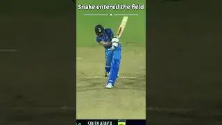Snake entered the field during the match #cricket #shorts