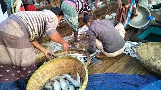 Unloading Fresh Sea Fish from Fishing Boat | Daily Fishing Port Scene
