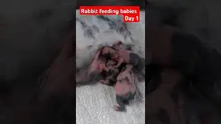 #music #trending #viralvideo #rabbitfarming #rabbit #bunny #cute #birthday #keşfet #love #online#fun