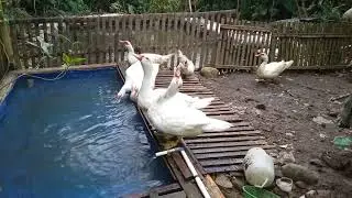 MEMANTAU PERKEMBANGAN ENTOK❗🦢