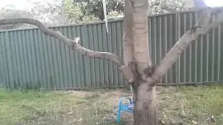 Boy jumps from tree cause mum criticizes his dad.