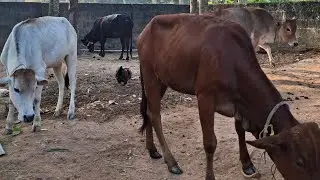 Cow Shiva: LIVE Q&A on Desi Cow Farming! Hen duck live