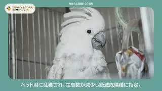 こもろしどうぶつえん【わかるかな？タイハクオウム】　Komoro  Zoo　小諸市動物園の動物をシリーズでご紹介