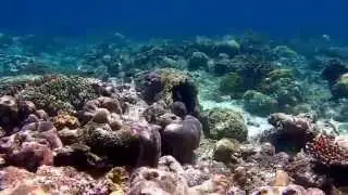 Snorkeling at Hatta, Banda Islands