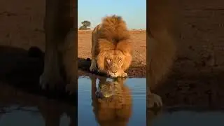 Crocodile vs Tiger Fight in Amazon forest 🤯 Epic Battle Unfolds #wildlife #nature #animalfight