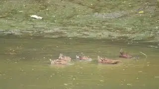 Mesmerizing Moments: Beautiful Wild Ducks in Their Natural Habitat | A Stunning Wildlife Showcase!
